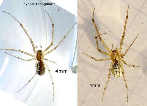 Réf. 46 922 : Linyphia sp.