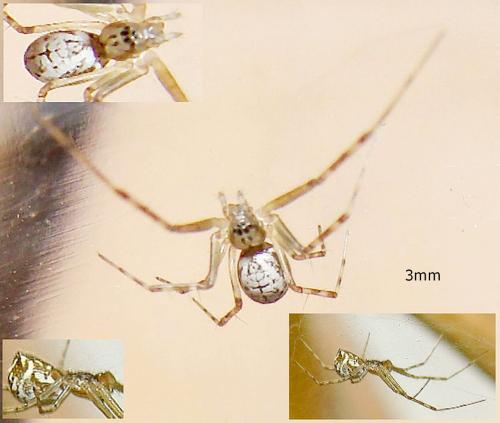 Réf. 46 575 : Linyphia sp.