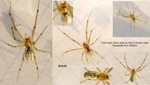 Réf. 46 895 : Linyphia sp.