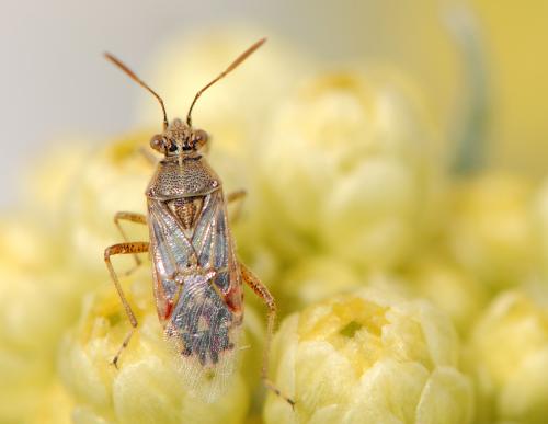 Liorhyssus hyalinus