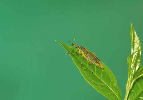 Lixus iridis