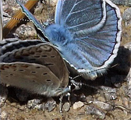 Polyommatus escheri