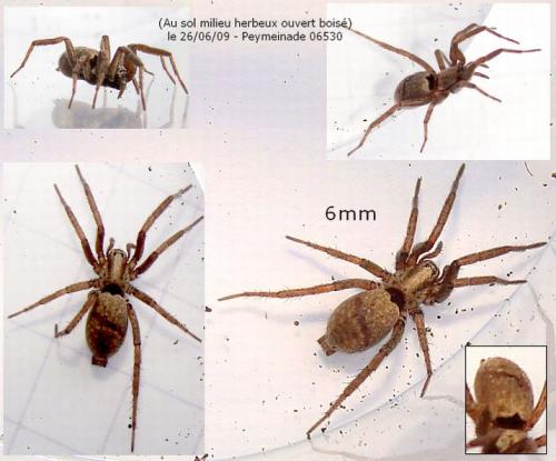 Réf. 46 767 : Nomisia sp.