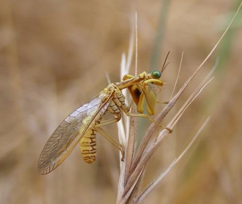 Réf. 46 369 : Mantispa aphavexelte