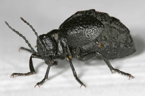 Meloe rugosus