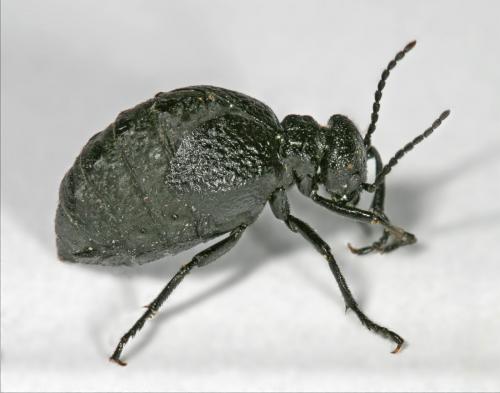 Meloe rugosus