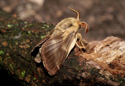 Malacosoma franconica