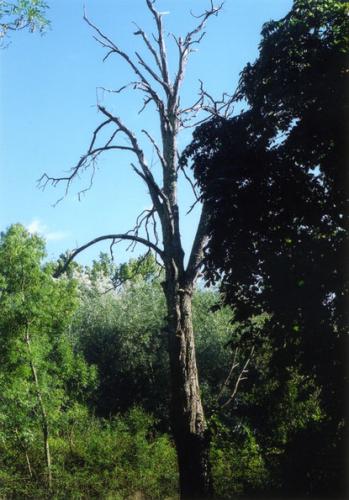 Elater ferrugineus