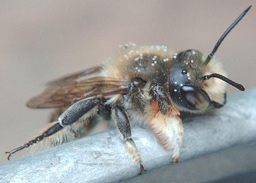 Megachile sp.