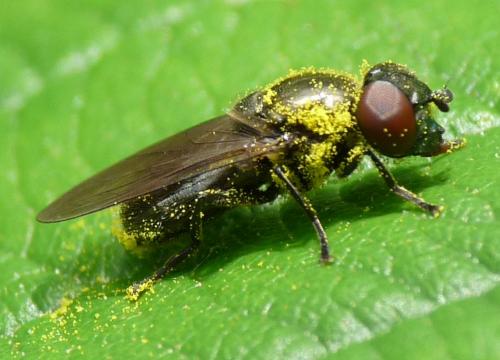 Melanogaster sp.