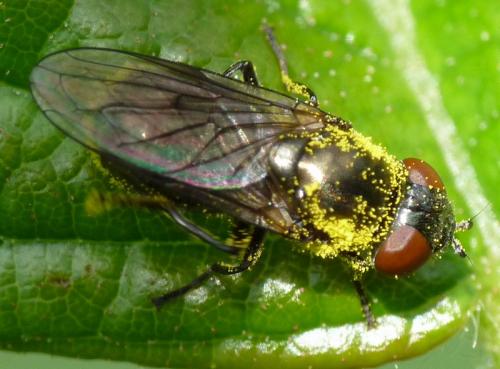 Réf. 46 605 : Melanogaster sp.