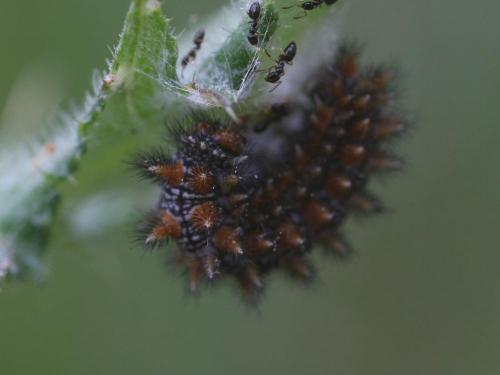 Melitaea didyma