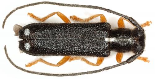 Réf. 46 820 : Menesia bipunctata