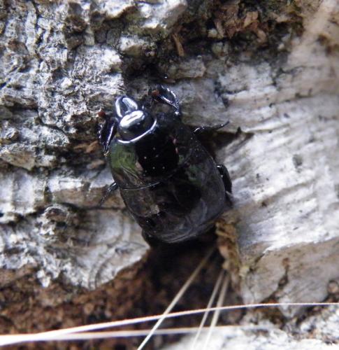 Merohister ariasi