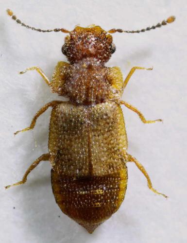 Réf. 46 100 : Metopsia clypeata