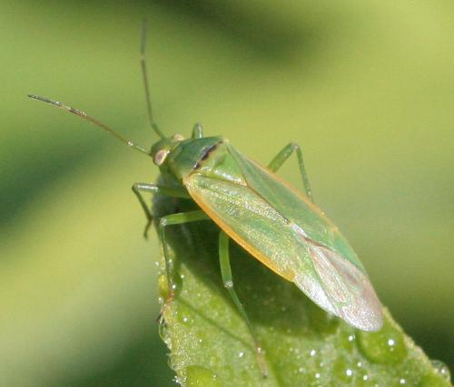 Lygocoris sp.