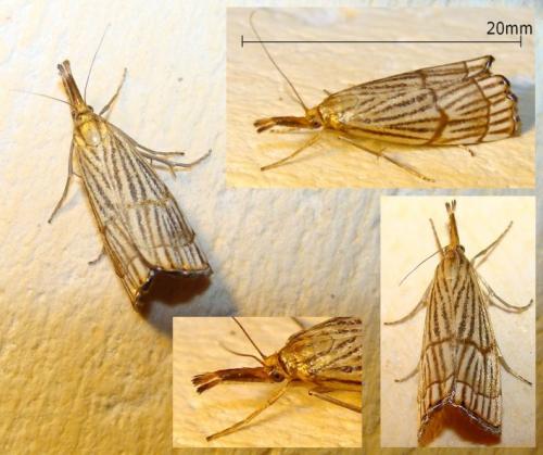 Réf. 46 567 : Chrysocrambus linetella