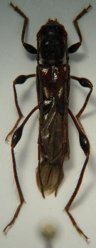 Réf. 46 519 : Molorchus minor