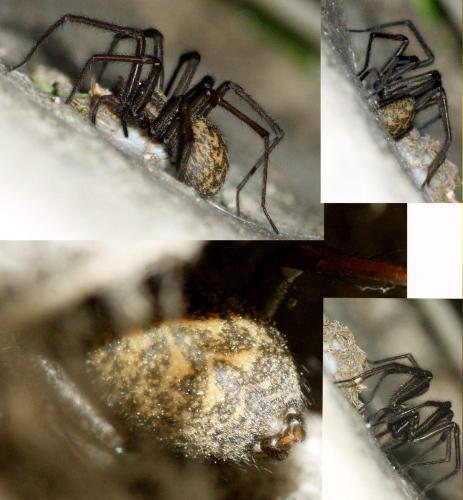 Tegenaria sp.