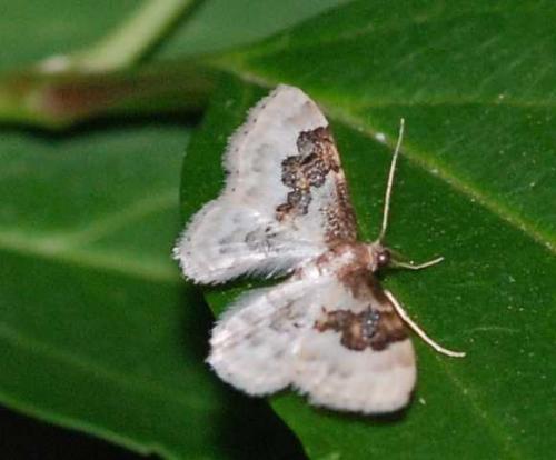 Idaea rusticata