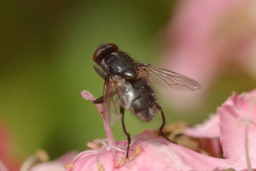 Réf. 46 792 : Morellia aenescens