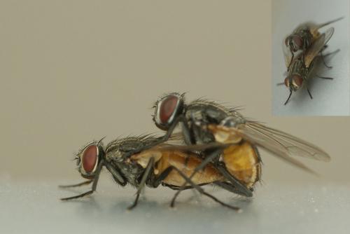Réf. 46 371 : Musca domestica