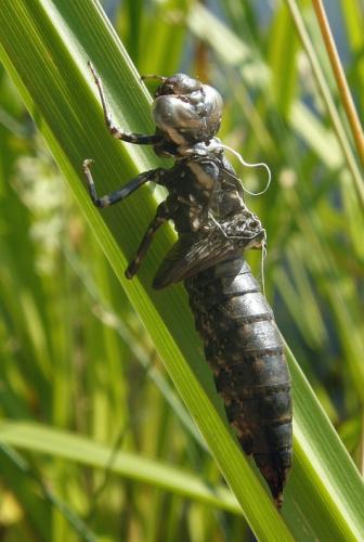 Aeshna grandis