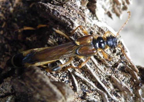Réf. 46 120 : Necydalis major