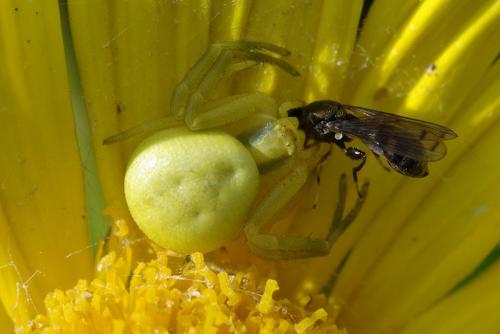Neoascia podagrica