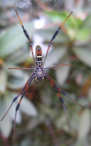 Réf. 46 931 : Trichonephila inaurata