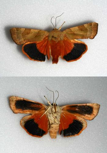 Noctua fimbriata