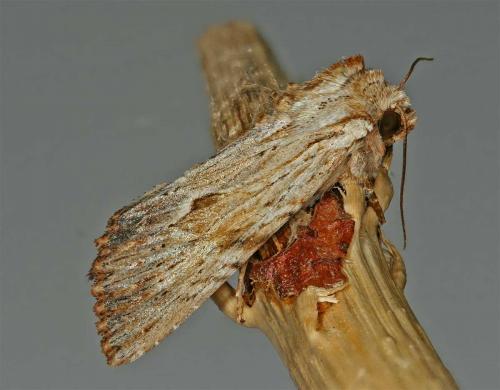Réf. 46 739 : Apamea lithoxylaea