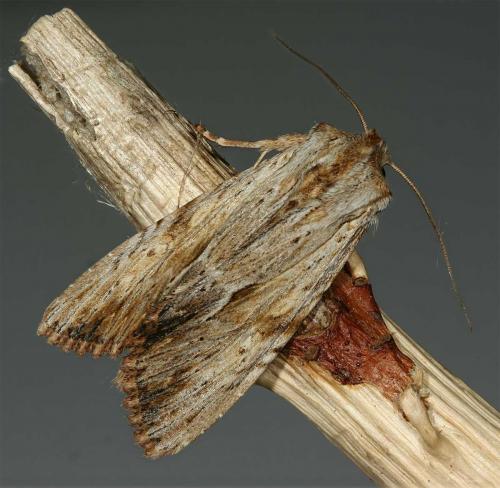 Réf. 46 740 : Apamea lithoxylaea