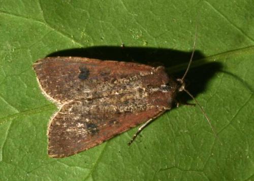 Réf. 46 836 : Peridroma saucia