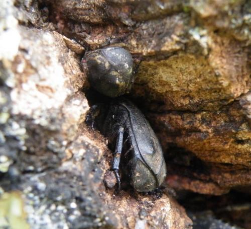 Netocia oblonga