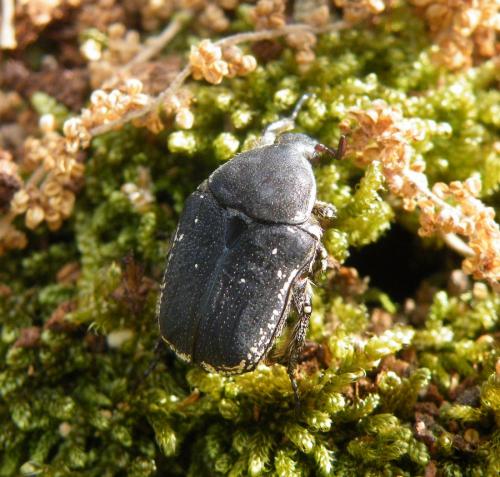Netocia oblonga