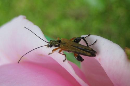 Oedemera podagrariae