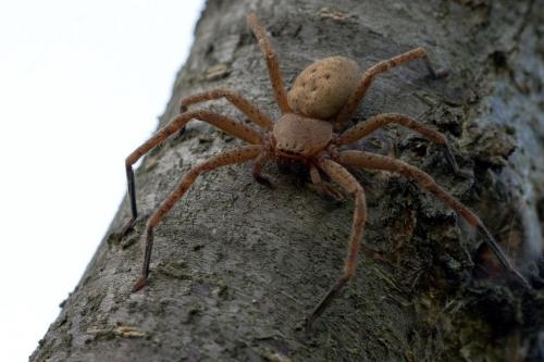 Olios argelasius