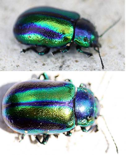 Oreina alpestris