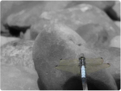 Réf. 46 468 : Orthetrum albistylum