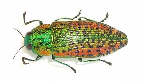 Lamprodila decipiens