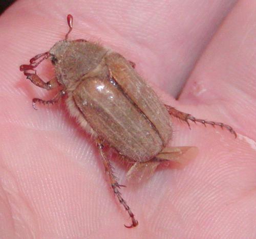 Amphimallon solstitiale
