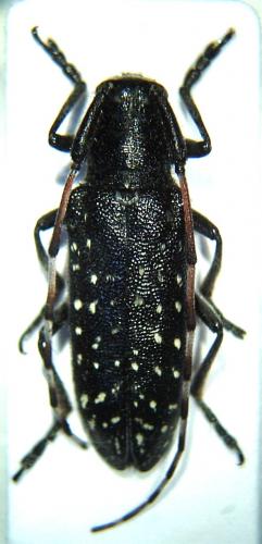 Réf. 46 437 : Agapanthia irrorata