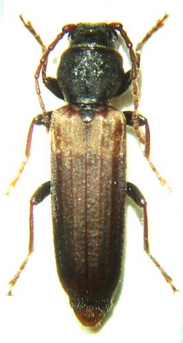 Tetropium fuscum