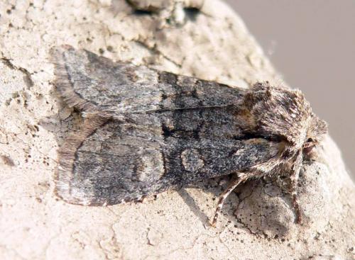 Réf. 46 847 : Brachylomia viminalis
