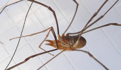 Phalangium opilio