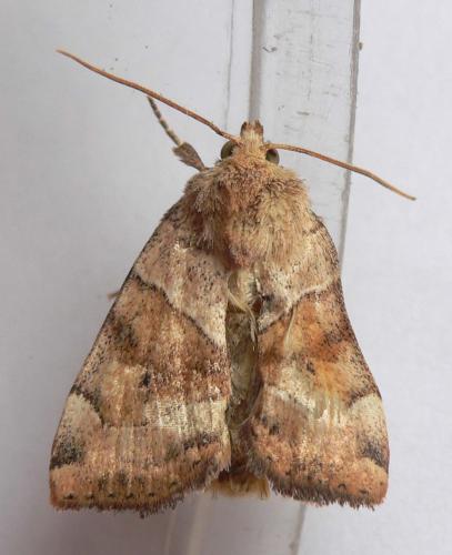 Réf. 46 918 : Cosmia trapezina