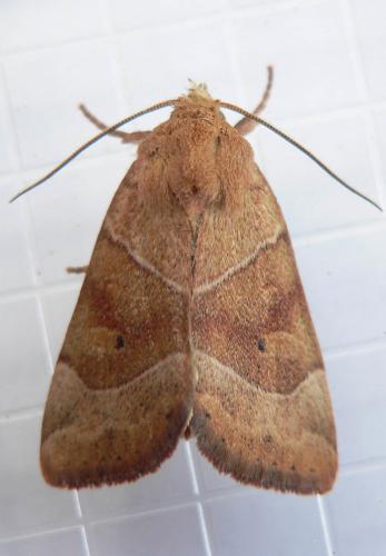 Réf. 46 963 : Cosmia trapezina