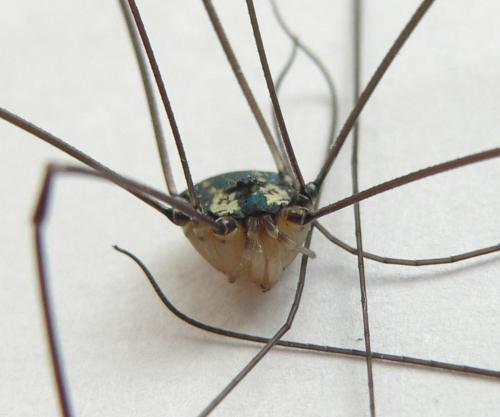 Réf. 46 960 : Leiobunum sp-a