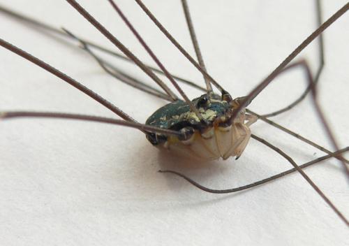 Leiobunum sp-a